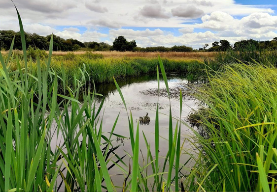 Durleigh Wetlands Through Reeds