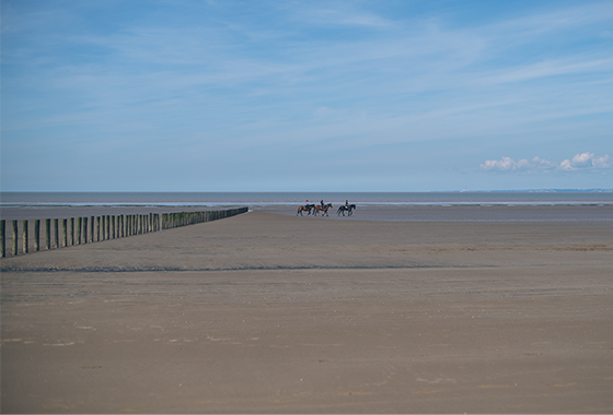 Horses walking along a beach 