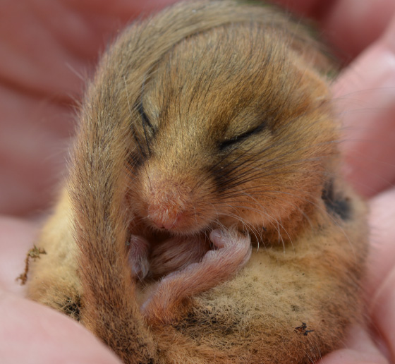 Doremouse curled up in the palm of a hand