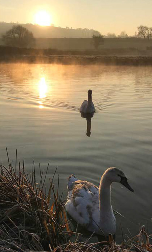 Swans at Backwell Lake recreation site