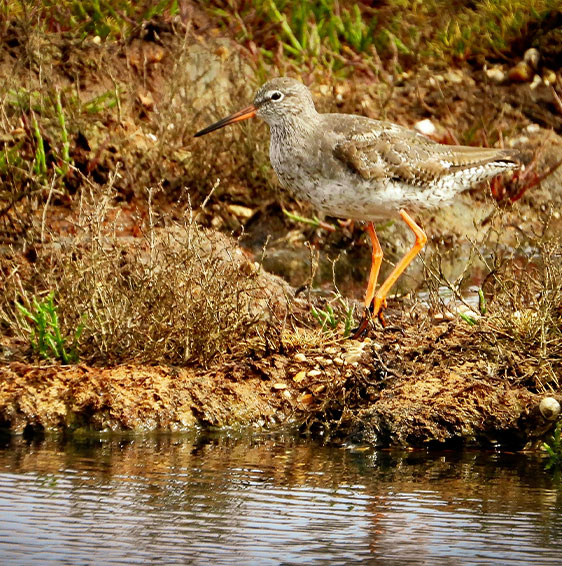 Redshank bird by the water at Bleadon Levels